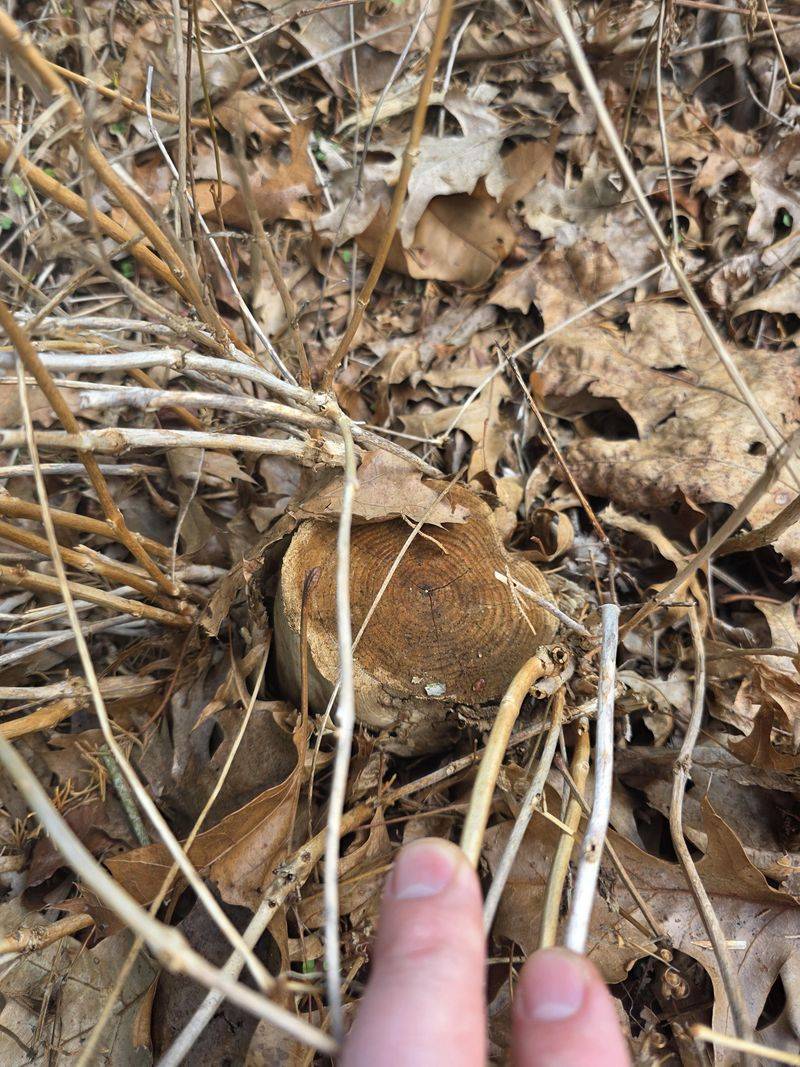 Treat Cut Stumps Right Away Treat Cut Stumps Right Away