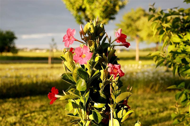 Treat In-Ground Vines As Annuals In Colder Areas