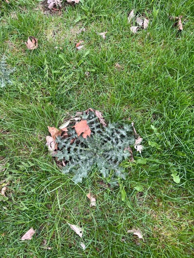 Treat Lawn Weeds While They're Actively Growing Treat Lawn Weeds While They're Actively Growing