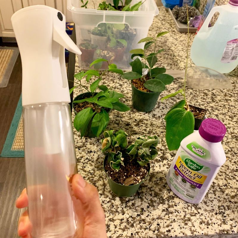 Treat Visible Pests With Insecticidal Soap