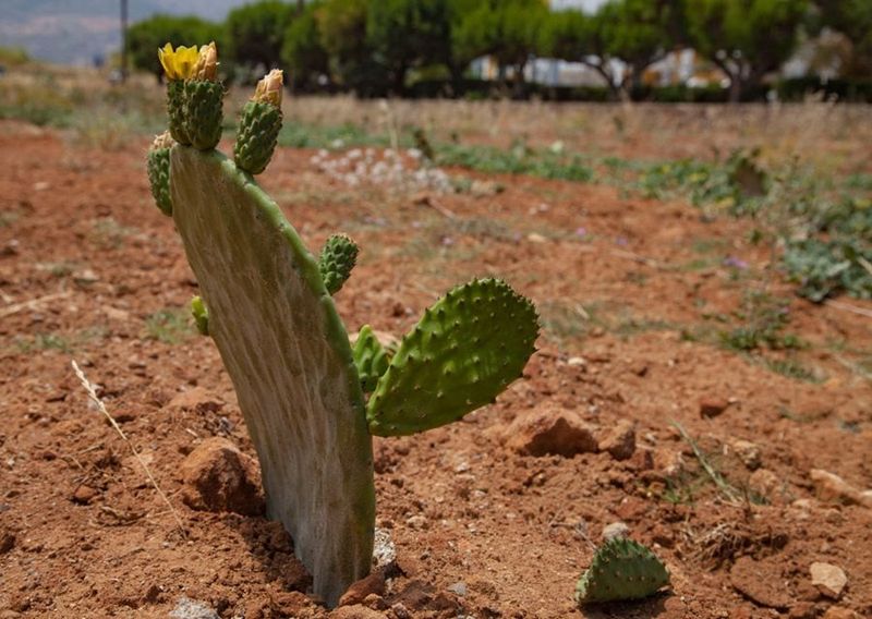 Treat a declining plant with care