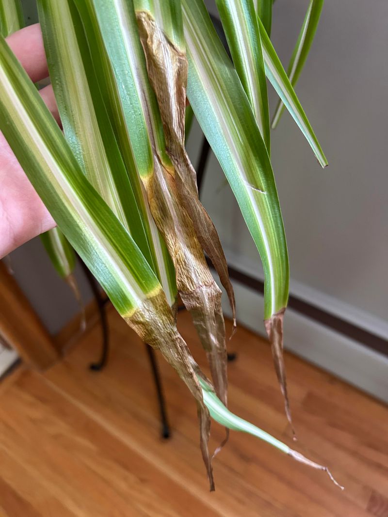 Treat brown tips as a symptom, not a diagnosis