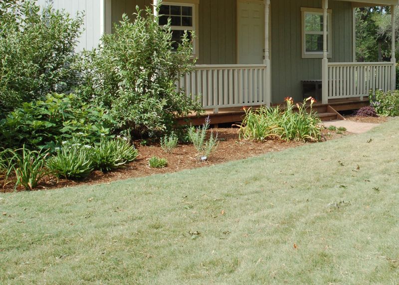 Treat it as groundcover, not a proven play lawn