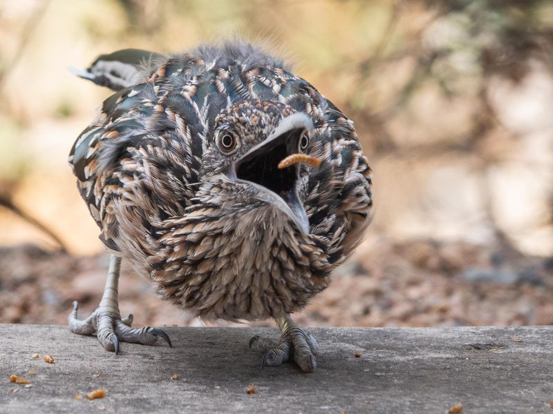 Treat repeat visits as wildlife behavior, not a promise