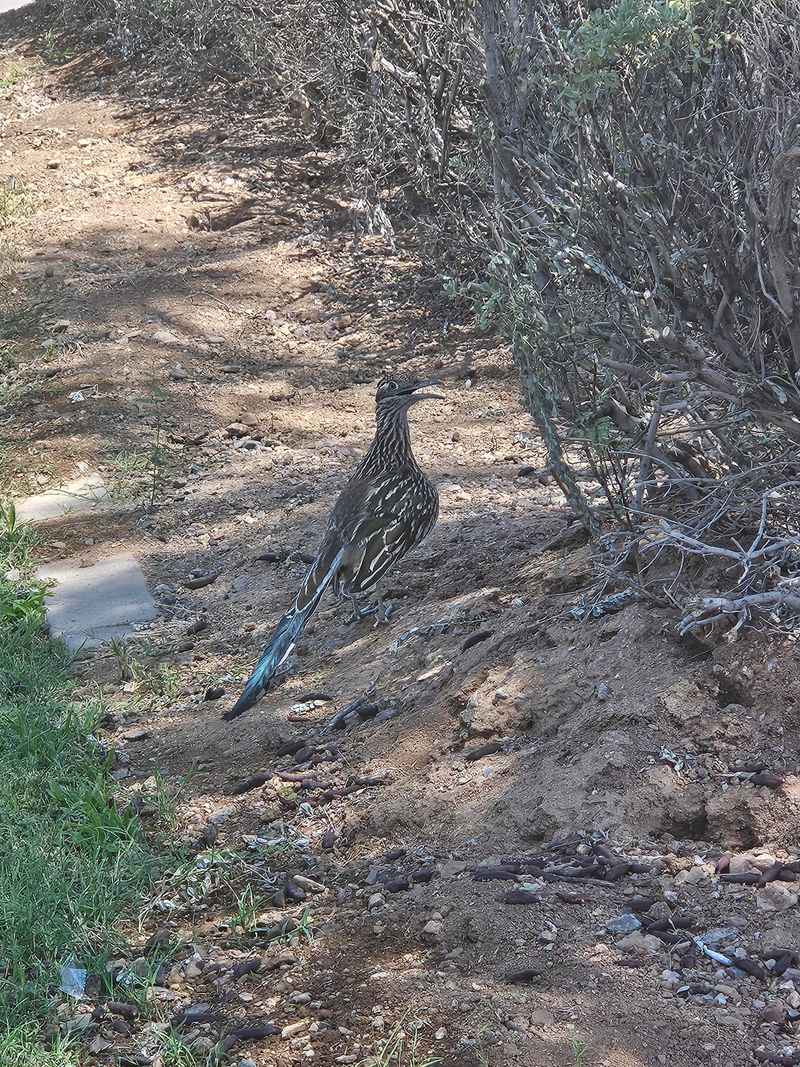 Treat the sighting as a clue, not a verdict