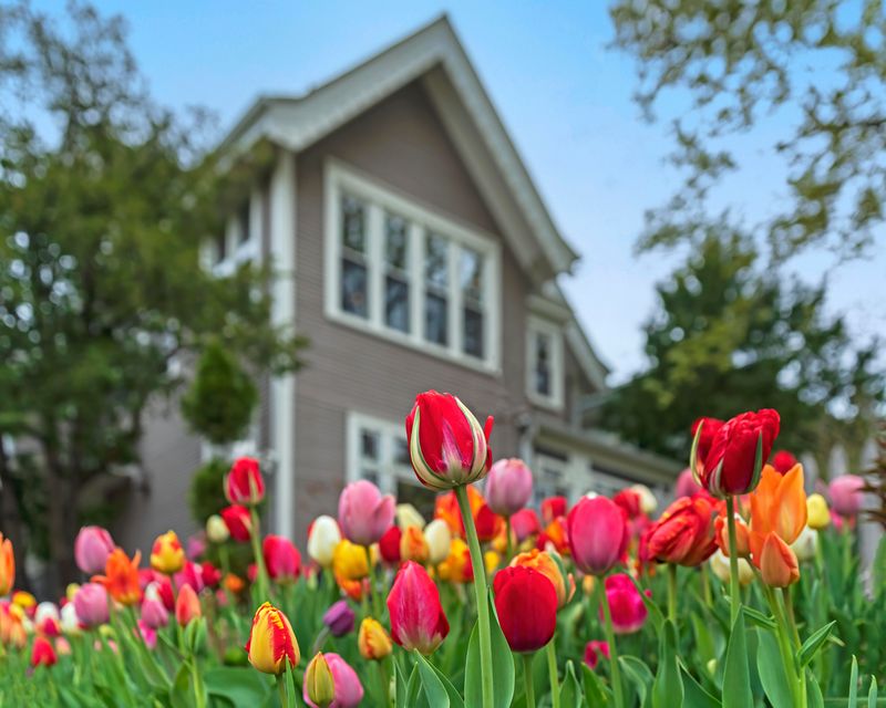 Treating Tulips As One Season Annuals Sets Realistic Expectations Treating Tulips As One Season Annuals Sets Realistic Expectations