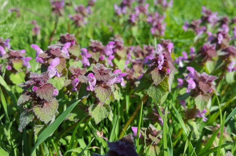 Treating Young Plants In Fall Works Better Than Waiting For Spring Treating Young Plants In Fall Works Better Than Waiting For Spring