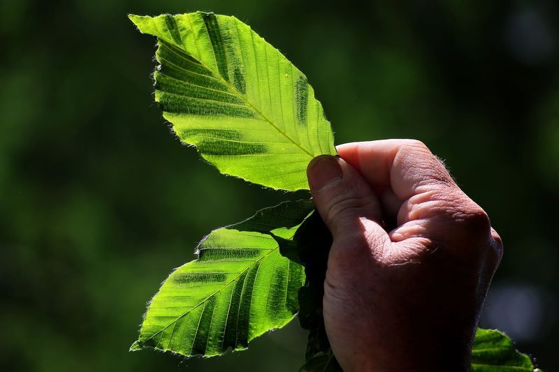 Treatment Now Can Protect Next Spring's Leaves Treatment Now Can Protect Next Spring's Leaves