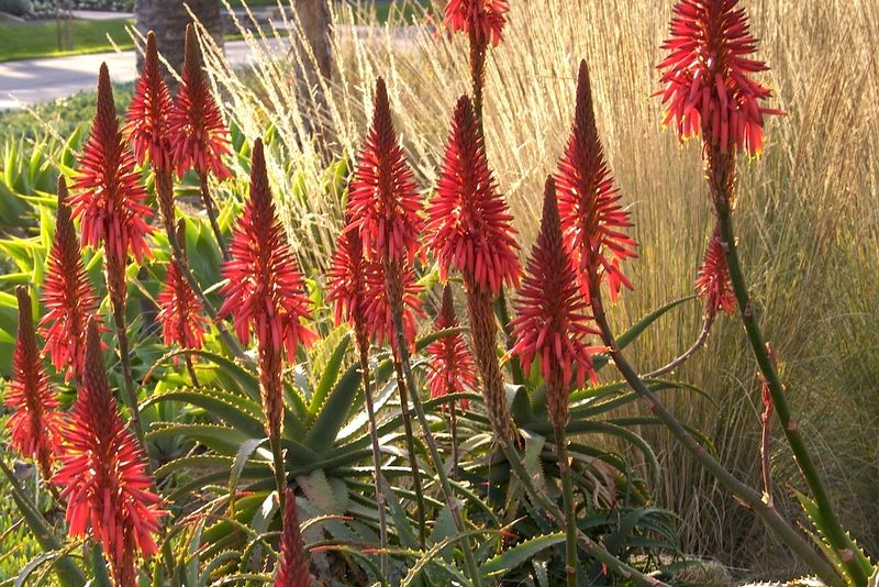 Tree Aloe (Aloe arborescens)