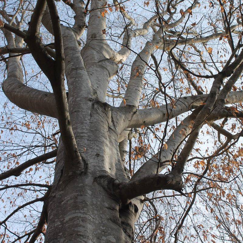 Tree Bark Offers Shelter During The Winter Months Tree Bark Offers Shelter During The Winter Months