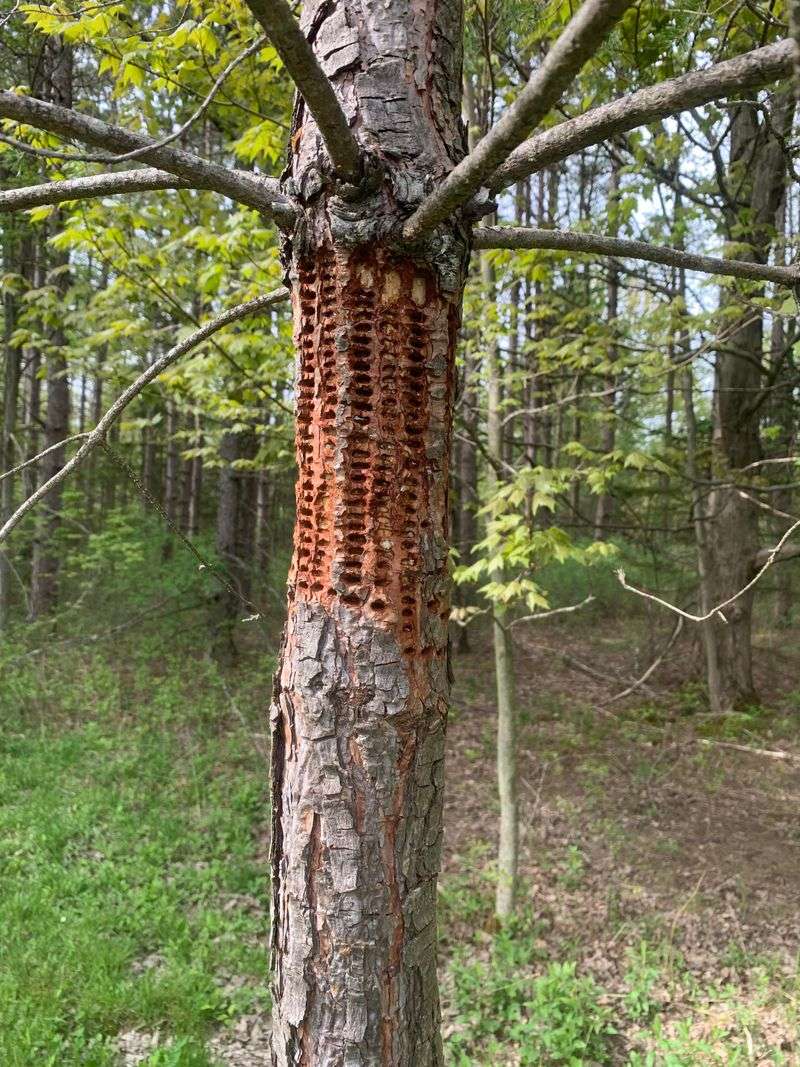 Tree Damage To Expect And Smart Planning For Next Winter