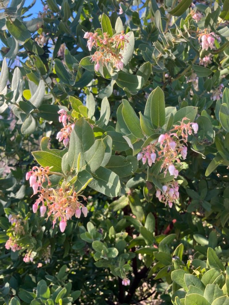 Tree-Form Manzanita Shows Off Bare Trunks