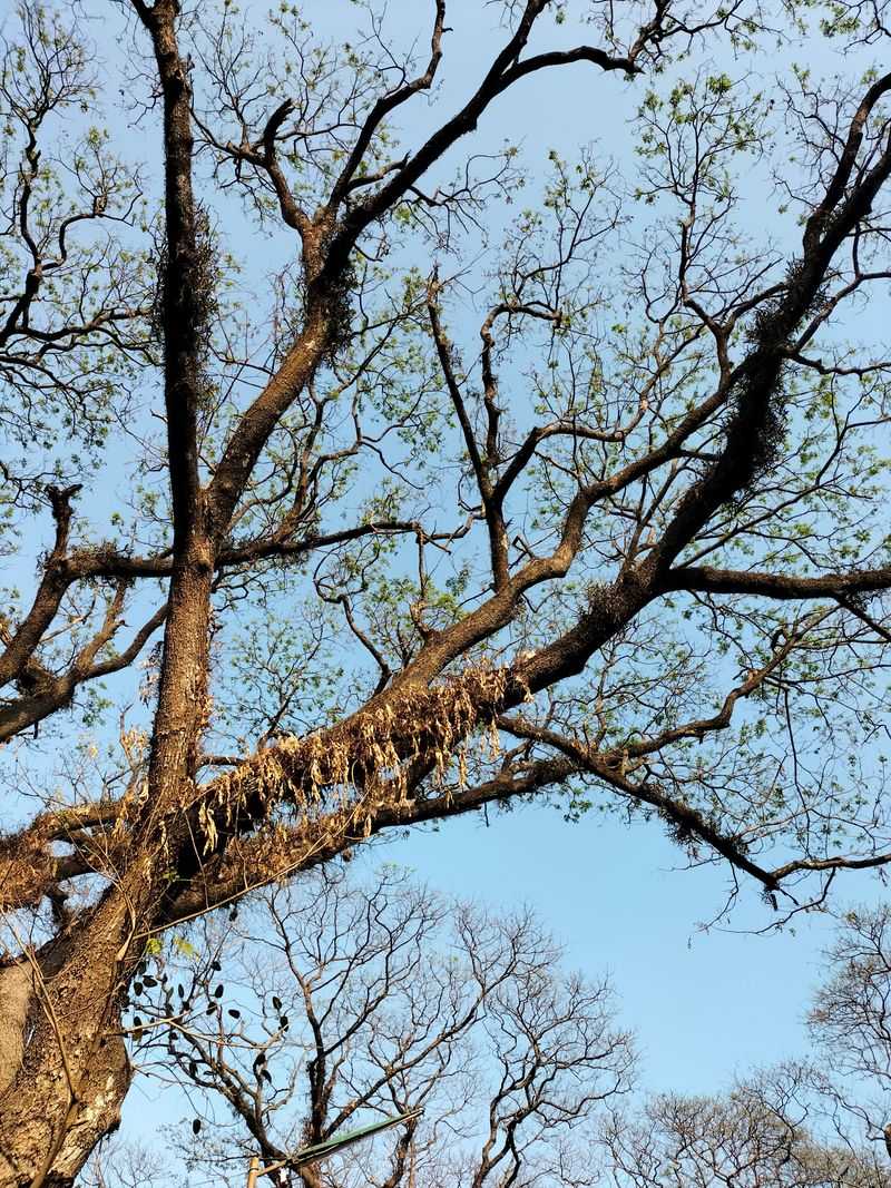 Tree Health After A Season Of Sapping Tree Health After A Season Of Sapping