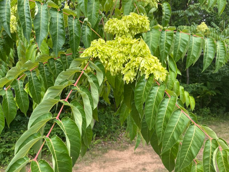Tree Of Heaven, A Listed Noxious Weed Tree Of Heaven, A Listed Noxious Weed