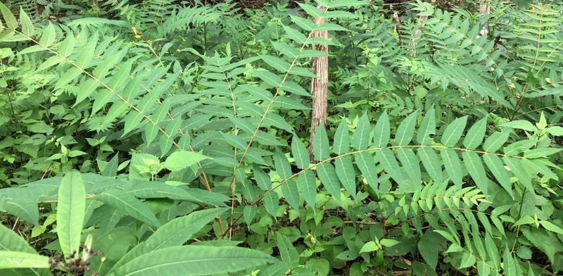 Tree-Of-Heaven Can Invite The Spotted Lanternfly Tree-Of-Heaven Can Invite The Spotted Lanternfly