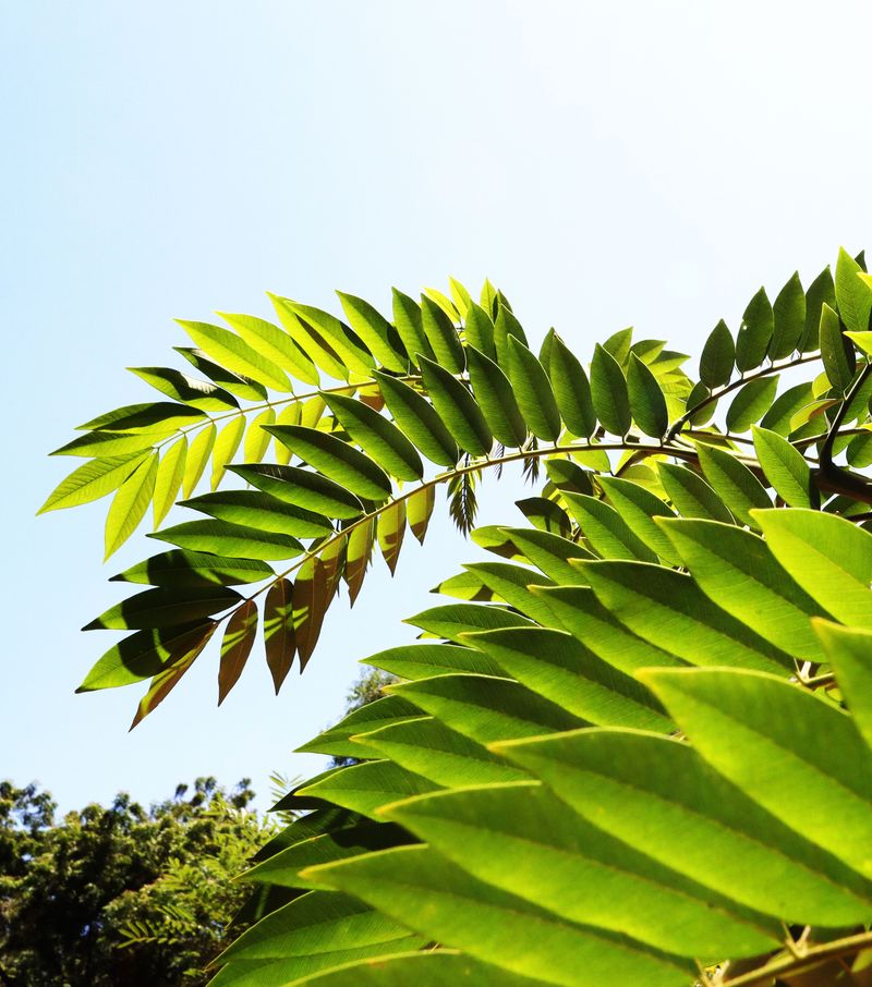 Tree Of Heaven Draws The Biggest Crowds Tree Of Heaven Draws The Biggest Crowds