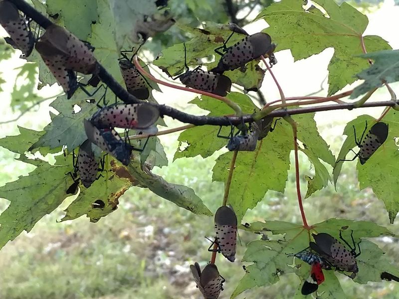 Tree-Of-Heaven Is Their Favorite, But Maples Are On The Menu Tree-Of-Heaven Is Their Favorite, But Maples Are On The Menu