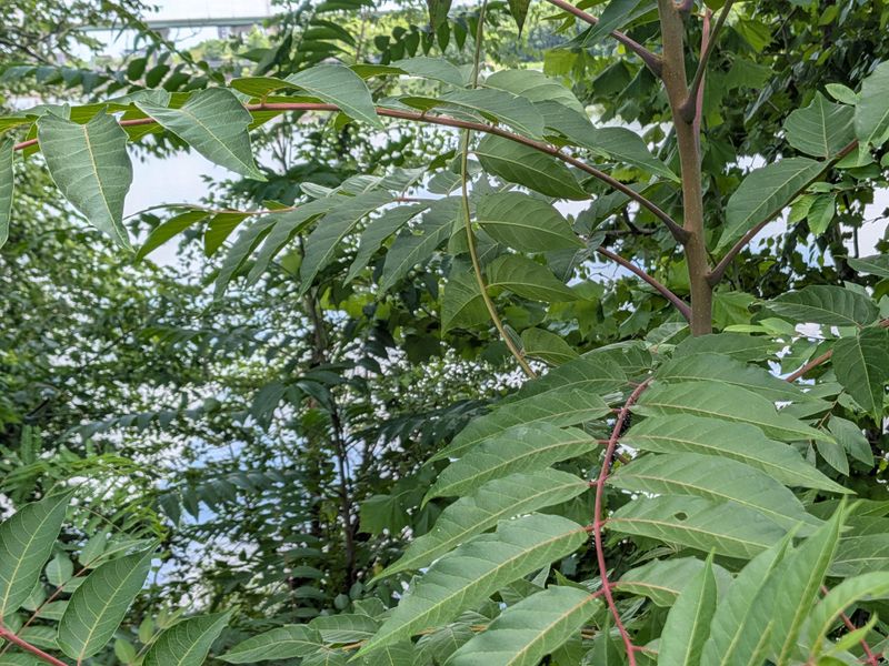 Tree Of Heaven Is Their Top Host Plant Tree Of Heaven Is Their Top Host Plant