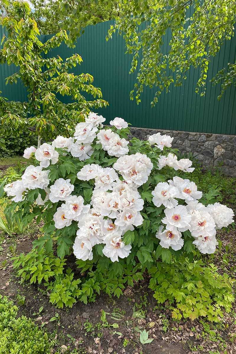 Tree Peonies Want Their Woody Stems Left Alone Tree Peonies Want Their Woody Stems Left Alone