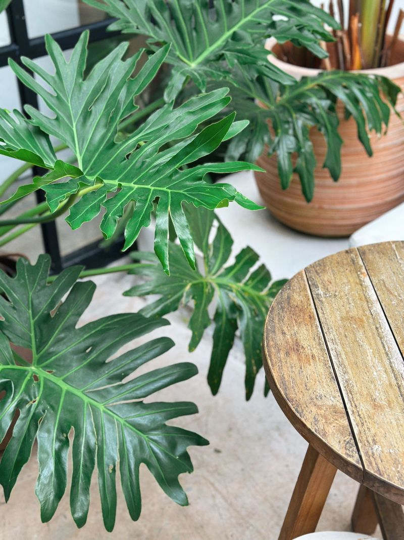 Tree Philodendron Tree Philodendron