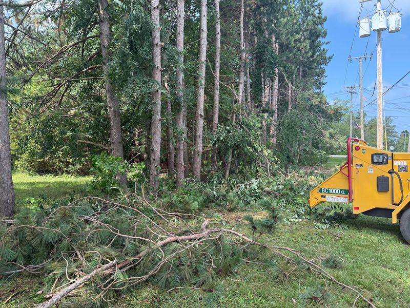 Tree Removal Without A Village Permit Tree Removal Without A Village Permit