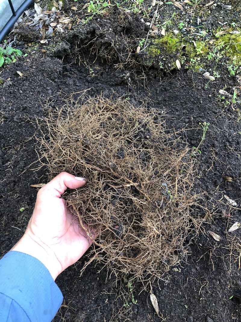 Tree Roots Have Moved Into The Bed