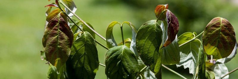 Tree stress can surface after the dry spell