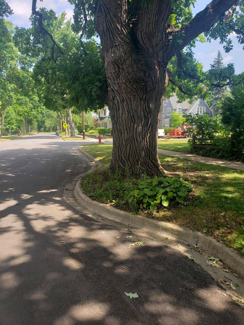 Trees Along Certain Town Highways