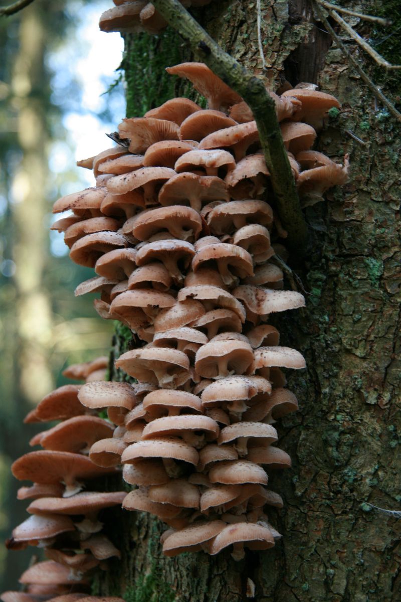 Trees And Fungi In A Very Old Partnership
