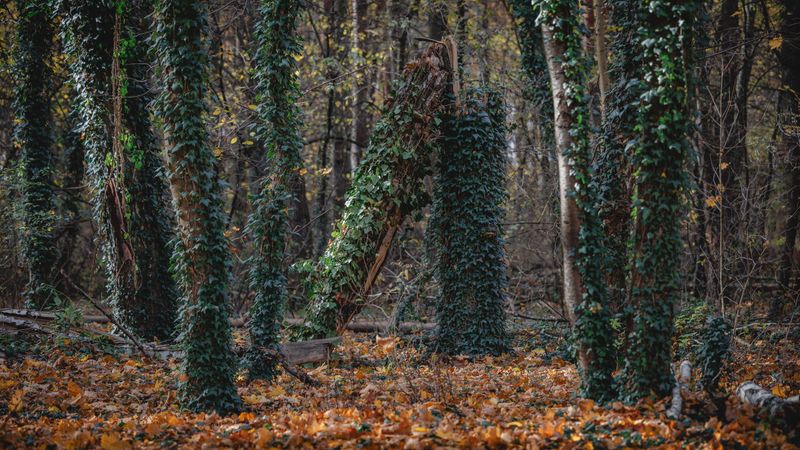 Trees Buried Under Leafy Blankets Trees Buried Under Leafy Blankets