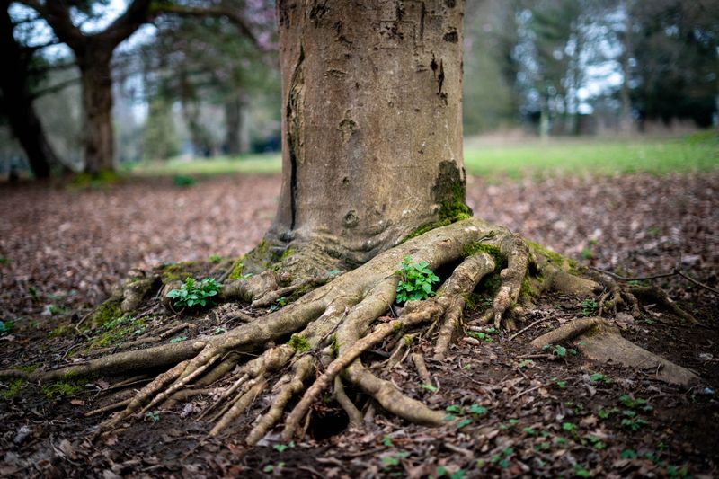 Trees Can Focus On Their Roots