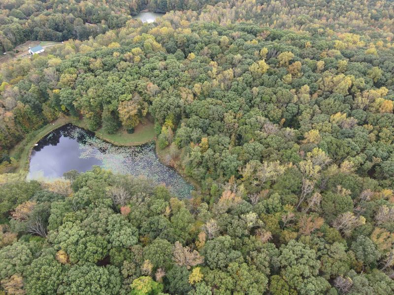 Trees Covered By A Conservation Easement