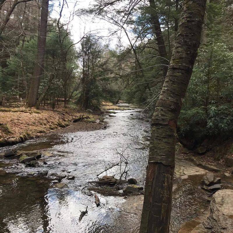 Trees Growing Along Streams And Creeks