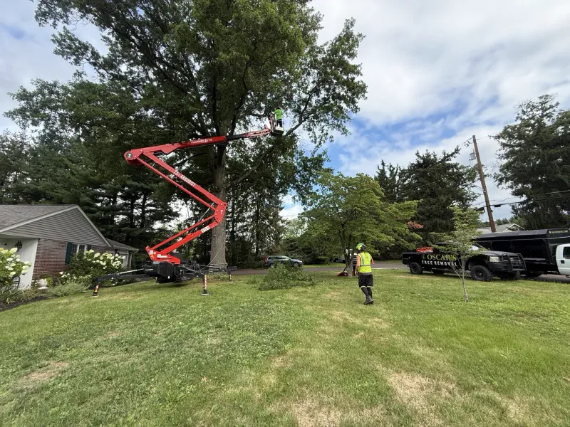 Trees In HOA And Shared Community Spaces