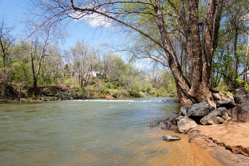 Trees Inside Chesapeake Bay Resource Protection Areas