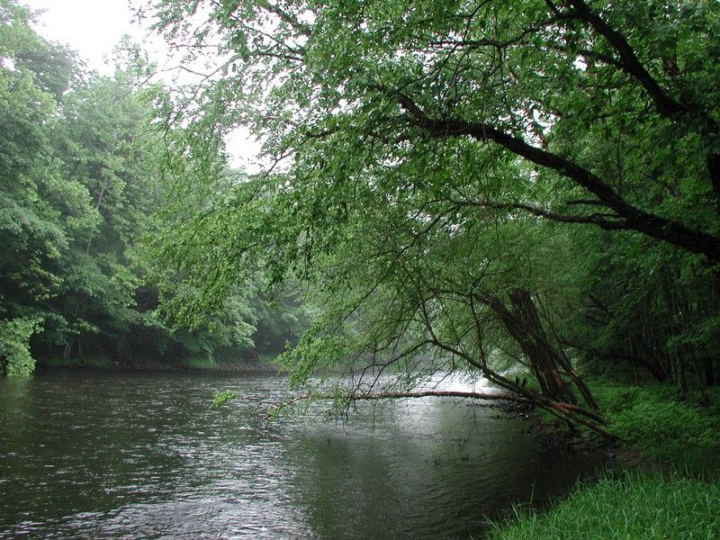 Trees Inside Wetland Buffers