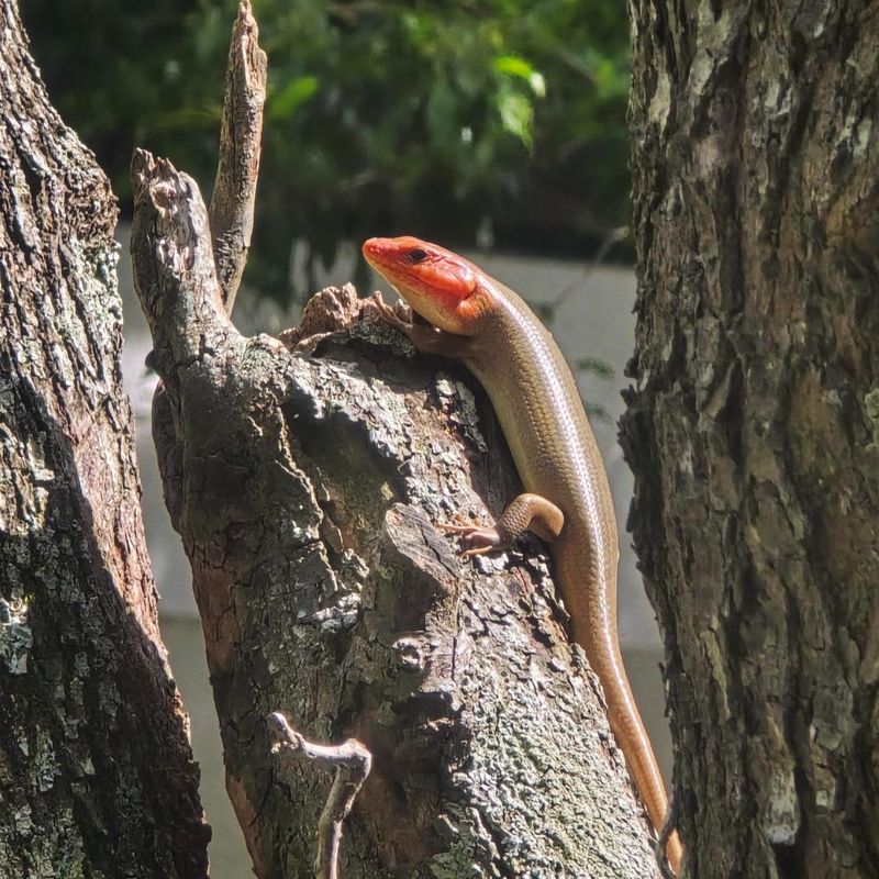 Trees, Logs, And Wooded Yard Edges Give Them Places To Shelter