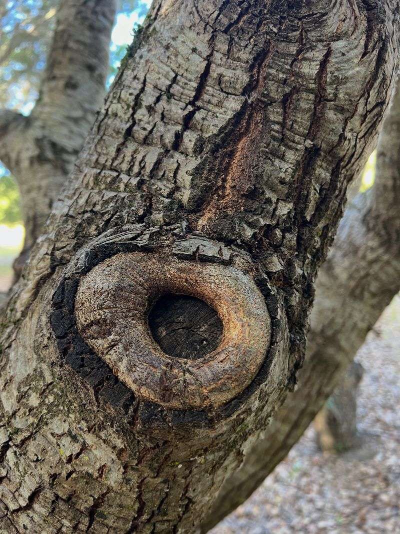 Trees Naturally Compartmentalize Damage After A Branch Is Removed Trees Naturally Compartmentalize Damage After A Branch Is Removed