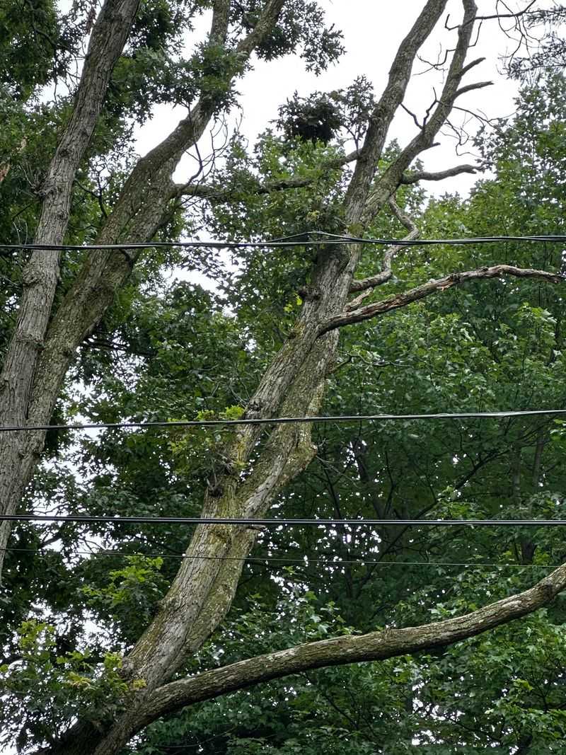 Trees Near Your House Or Power Lines Deserve Extra Care Trees Near Your House Or Power Lines Deserve Extra Care