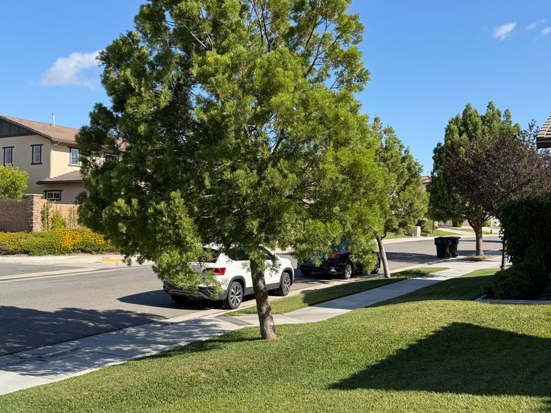 Trees On HOA Or Rental Properties