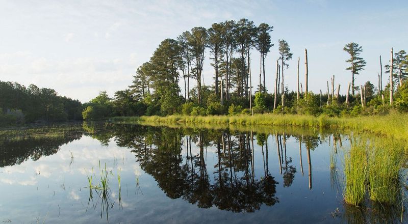 Trees On Land Protected By A Virginia Conservation Easement Trees On Land Protected By A Virginia Conservation Easement