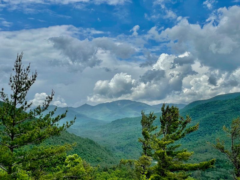 Trees On State Forest Preserve Land