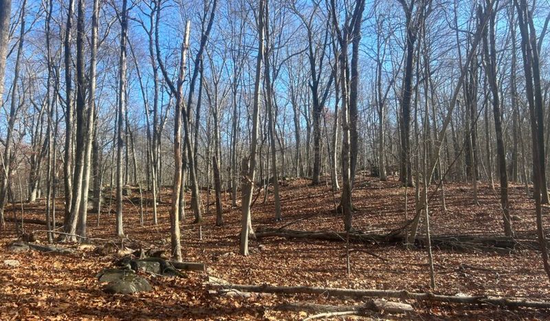 Trees Protected By Conservation Easements