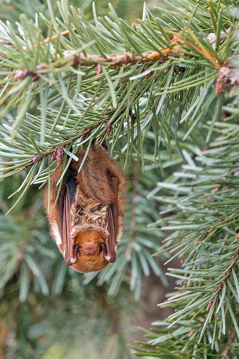 Trees Where Bats Or Nesting Birds Live
