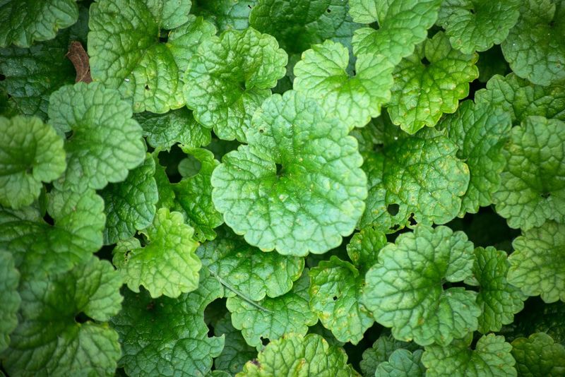 Triclopyr Products Work Best On Stubborn Ground Ivy Triclopyr Products Work Best On Stubborn Ground Ivy