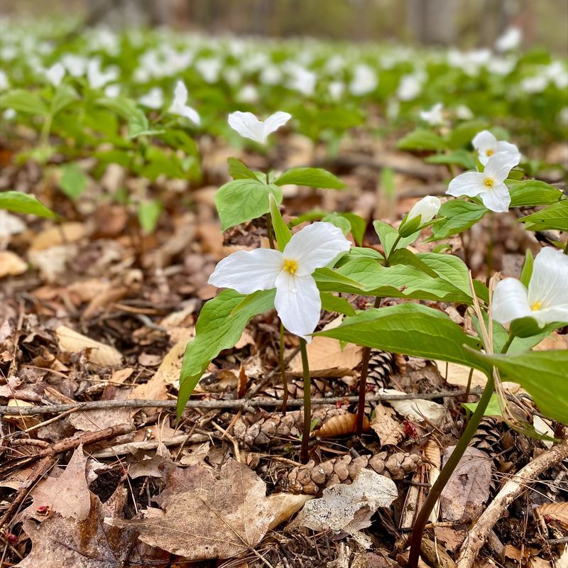 Trillium Produces Distinctive Three Petaled Flowers In Spring Trillium Produces Distinctive Three Petaled Flowers In Spring