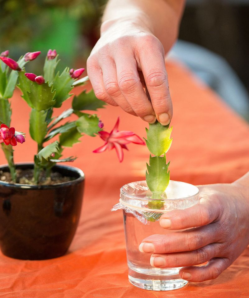 Trim And Share Your Cactus After The Last Flower Fades Trim And Share Your Cactus After The Last Flower Fades