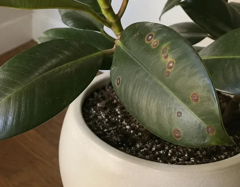 Trim Away Damaged Or Yellowing Leaves Trim Away Damaged Or Yellowing Leaves