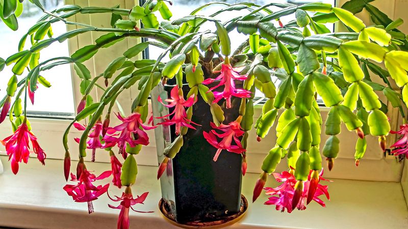 Trim Away Mushy Roots And Repot In Fresh Mix Trim Away Mushy Roots And Repot In Fresh Mix