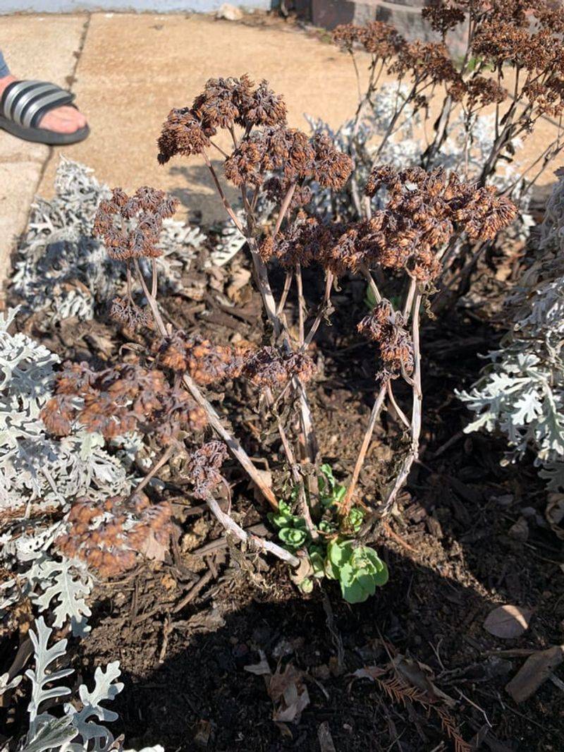 Trim Back The Stems When New Growth Appears